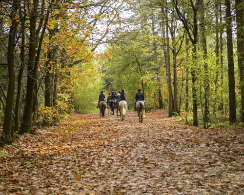 Riding in the forest with the assistance of qualified teachers